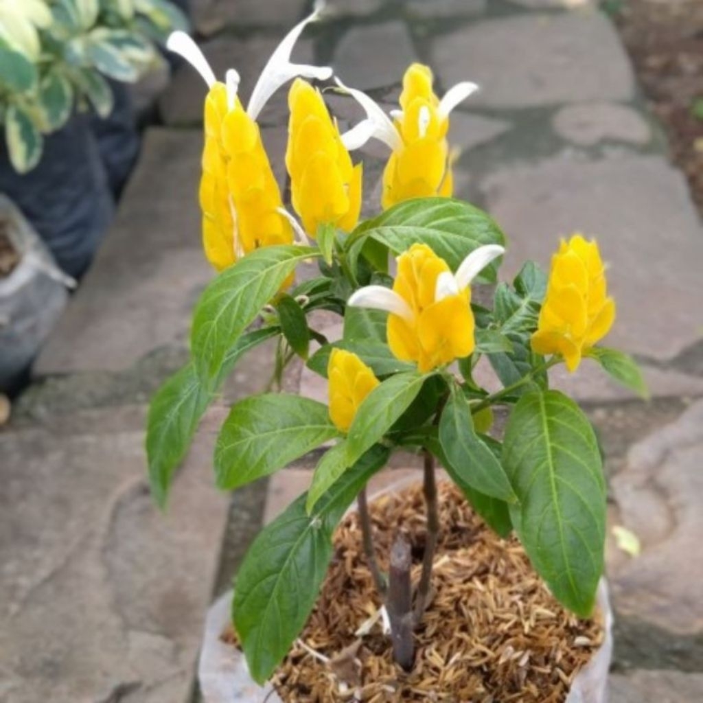 Pohon bunga lolipop / Tanaman lolipop / Bunga lolipop