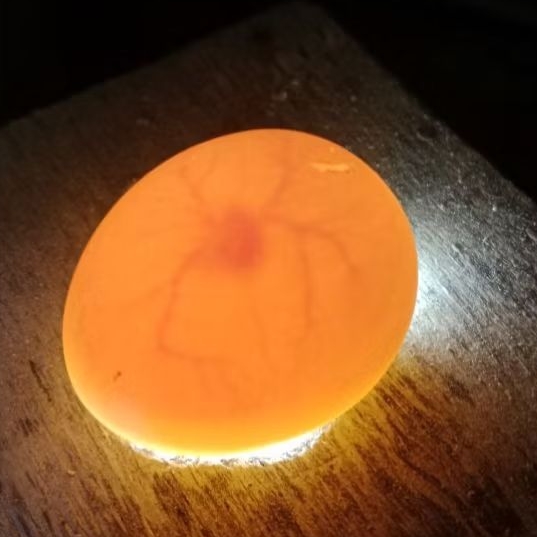 

TELUR AYAM ELBA FERTIL