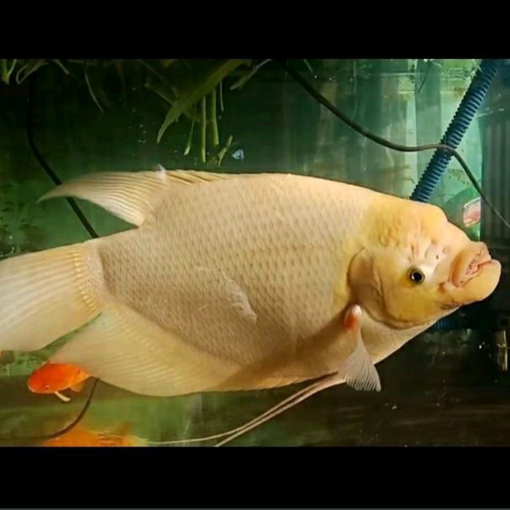 ikan Gurami Padang putih Gurame albino padang hias aquarium tankmate hiasan kolam