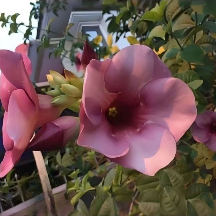 Bunga Alamanda asli / Pohon alamanda bunga / Tanaman alamanda bunga