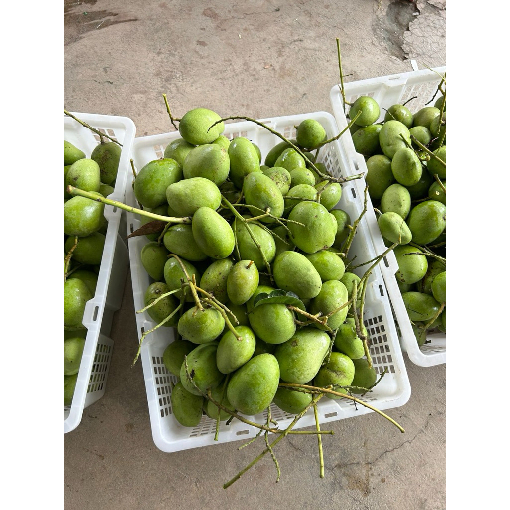 

mangga keong / buah mangga muda