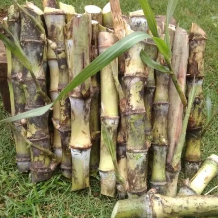 

setek tebu turubus sayur