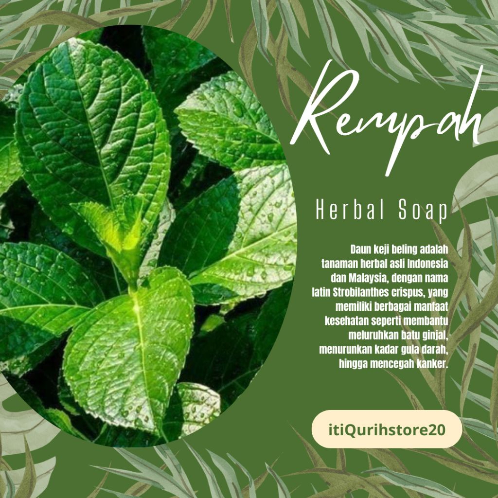 

Daun Keji Beling Atau Pecah Beling Segar Per 1Kg Petik Dadakan