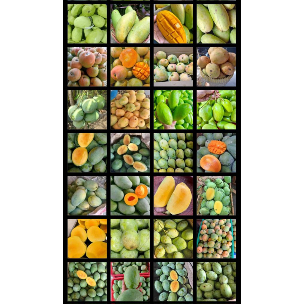 MANGGA KWENI / MANGGA MANALAGI / MANGGA INDRAMAYU / MANGGA HARUM MANIS / MANGGA MUDA MENTAH / MANGGA
