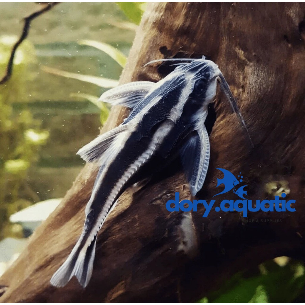 Ikan hias platydoras / ikan platy doras / ikan alga eater / ikan pemakan lumut pembersih aquaroum / 