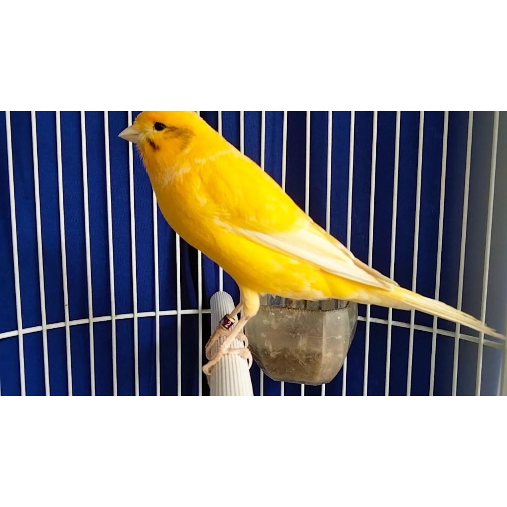 kenari f1ys jantan paud rajin ngeriwik