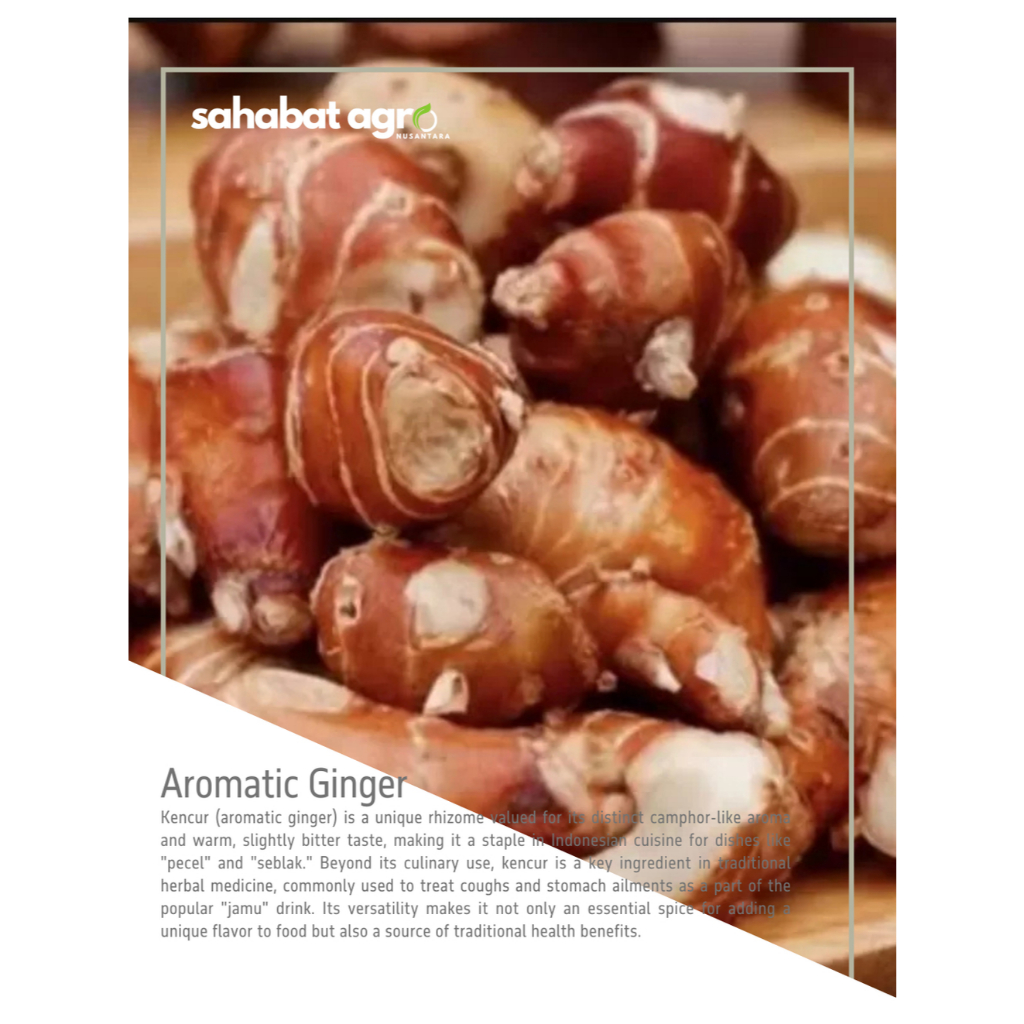 

[Sahabat Agro Nusantara] Aromatic Ginger Kencur Segar Utuh Kualitas Ekspor
