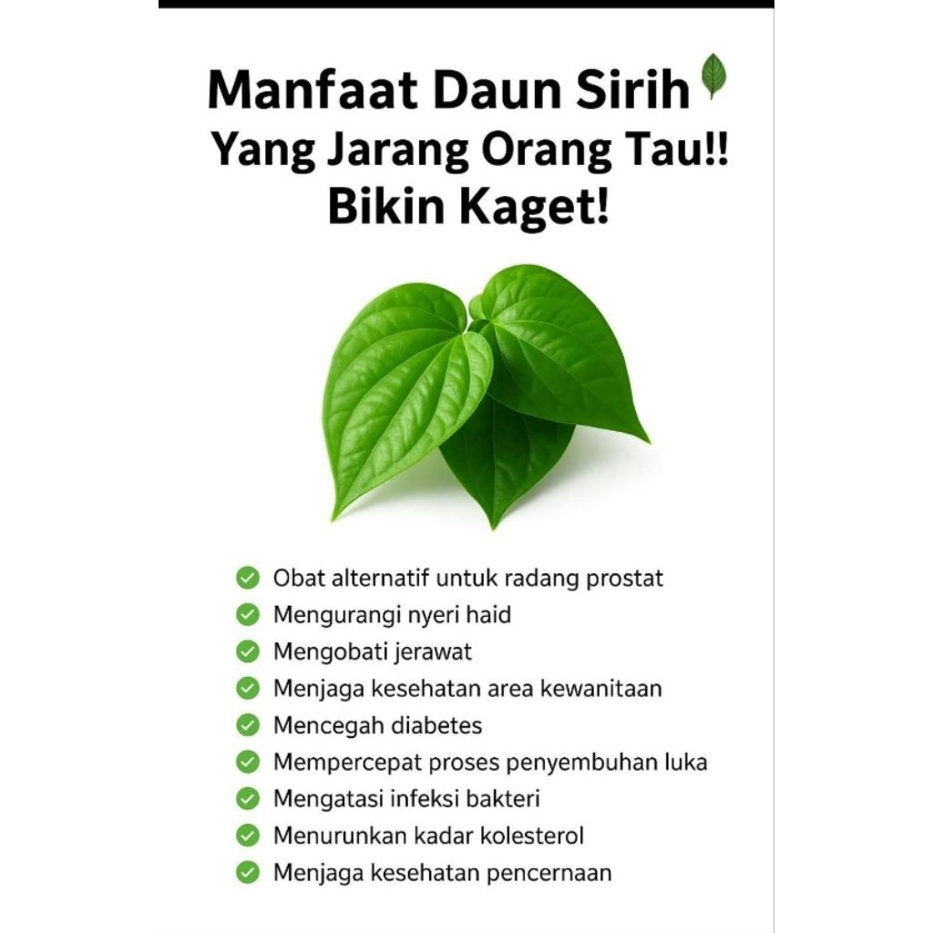 

50 Lembar Sirih hijau fres segar wangi & rapet