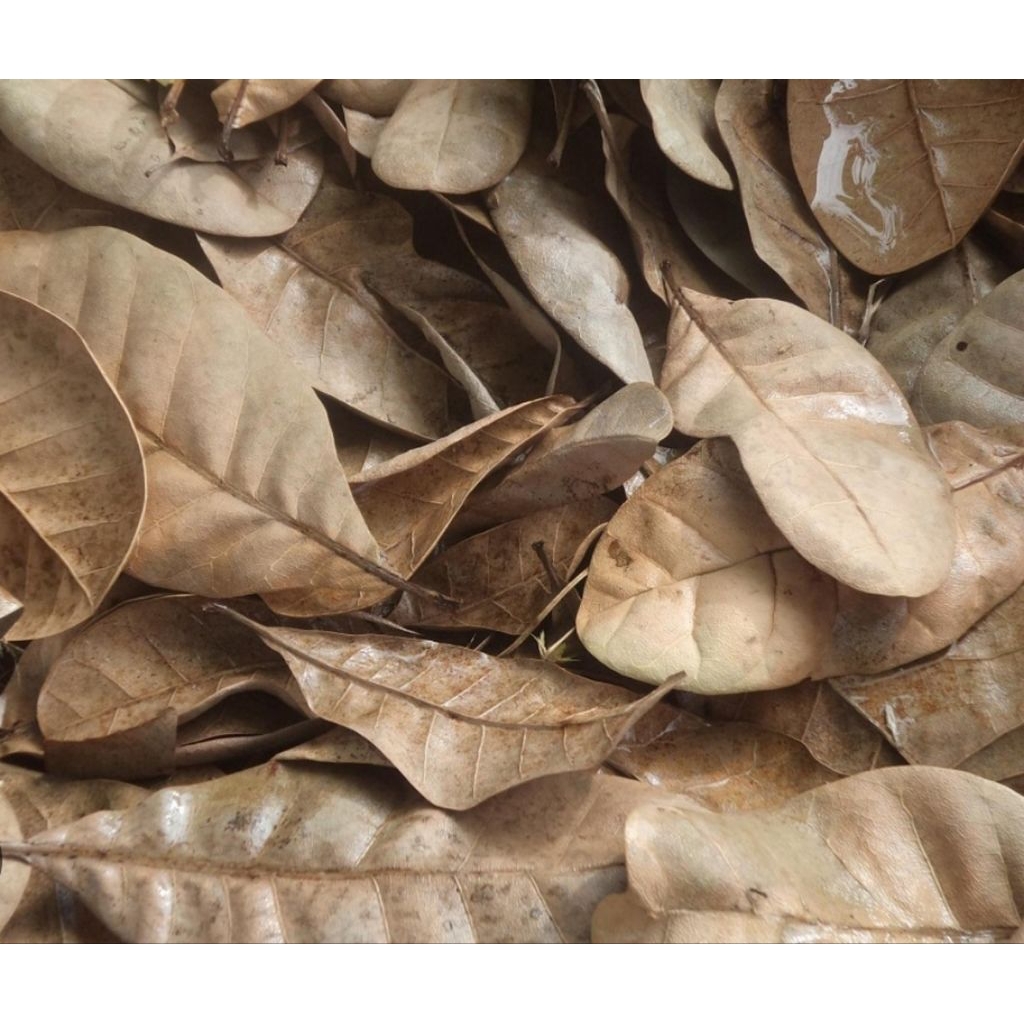 

Daun bintaro asli berat 1 kg rempah asli indonesia redy stok