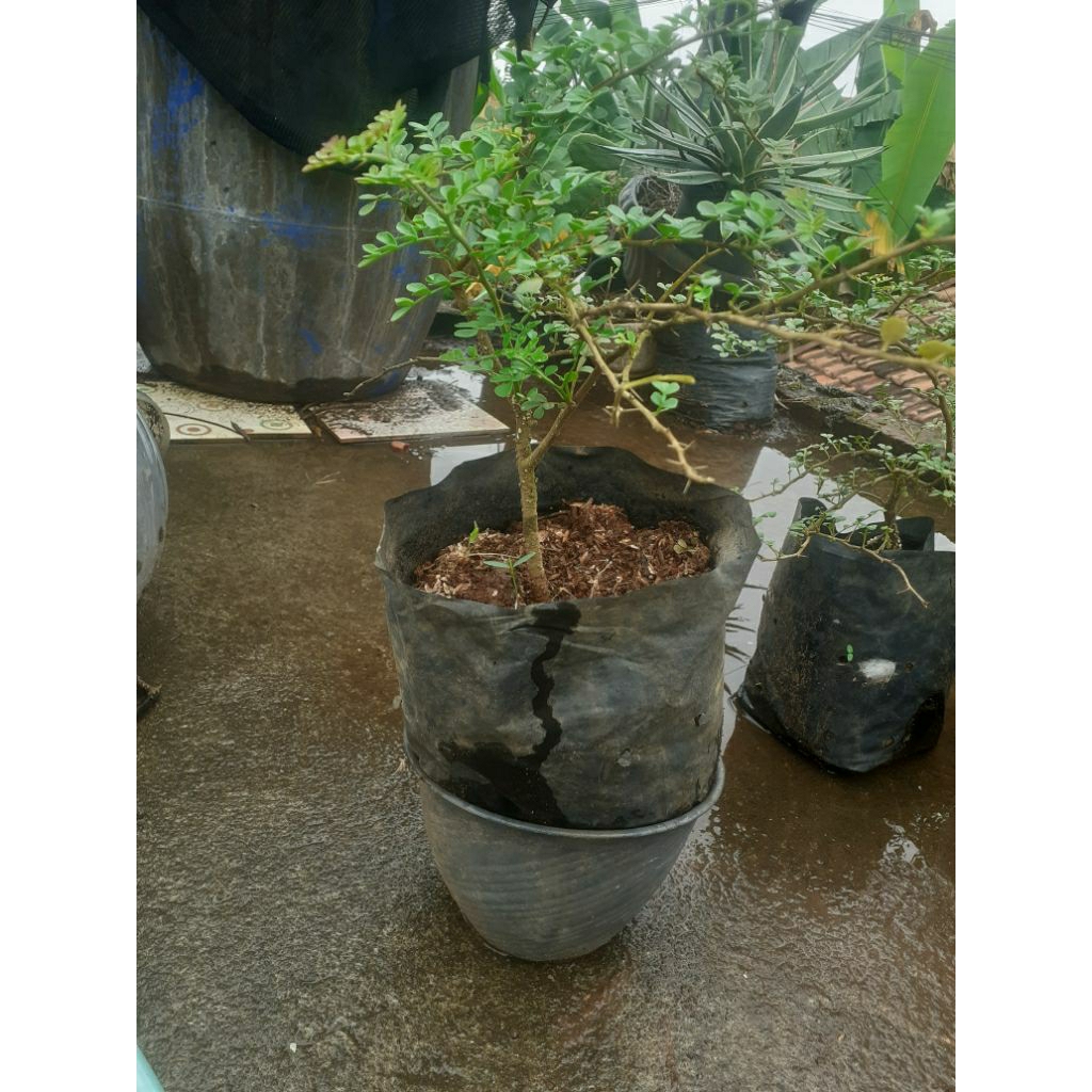 kawis batu di jamin subur