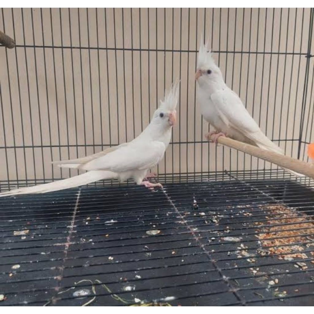 Burung falk Australi albino mm