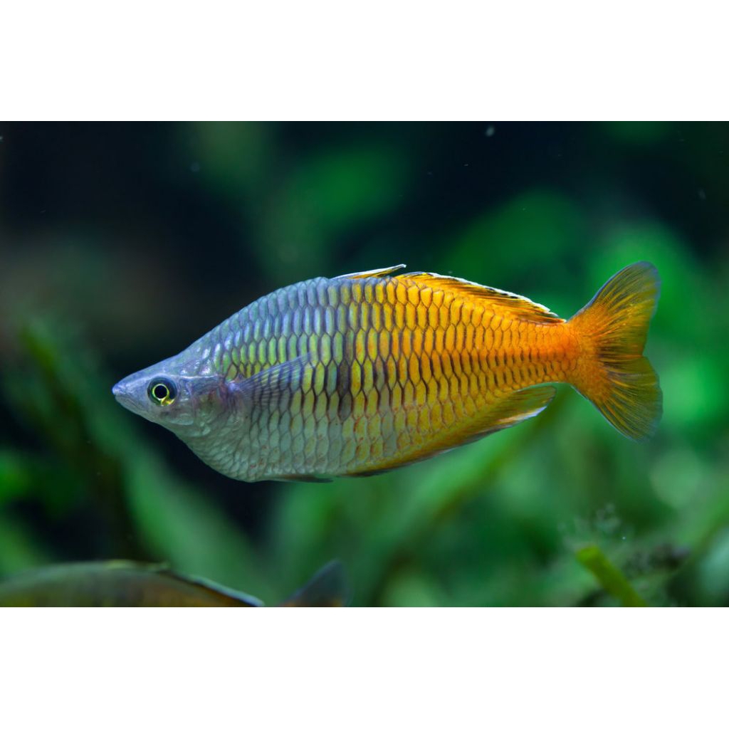 Rainbow boesemani jantan