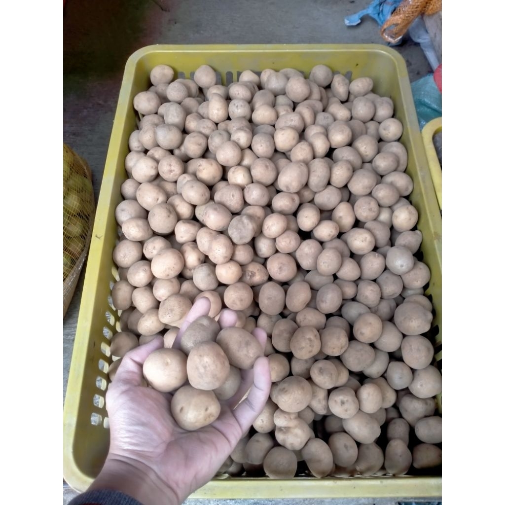 

Kentang Rendang mini 1 kg Termurah