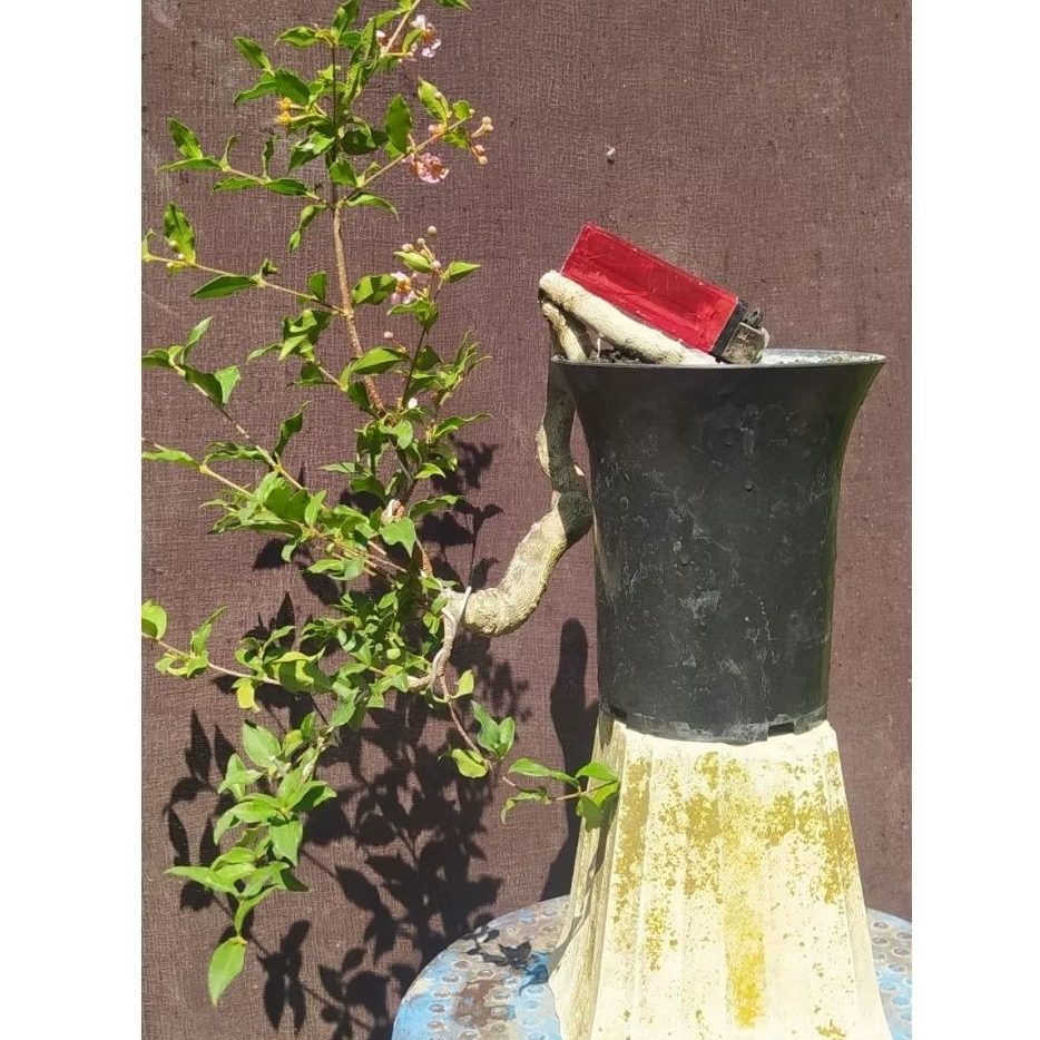 bonsai sakura micro cascade mame + pot realpic