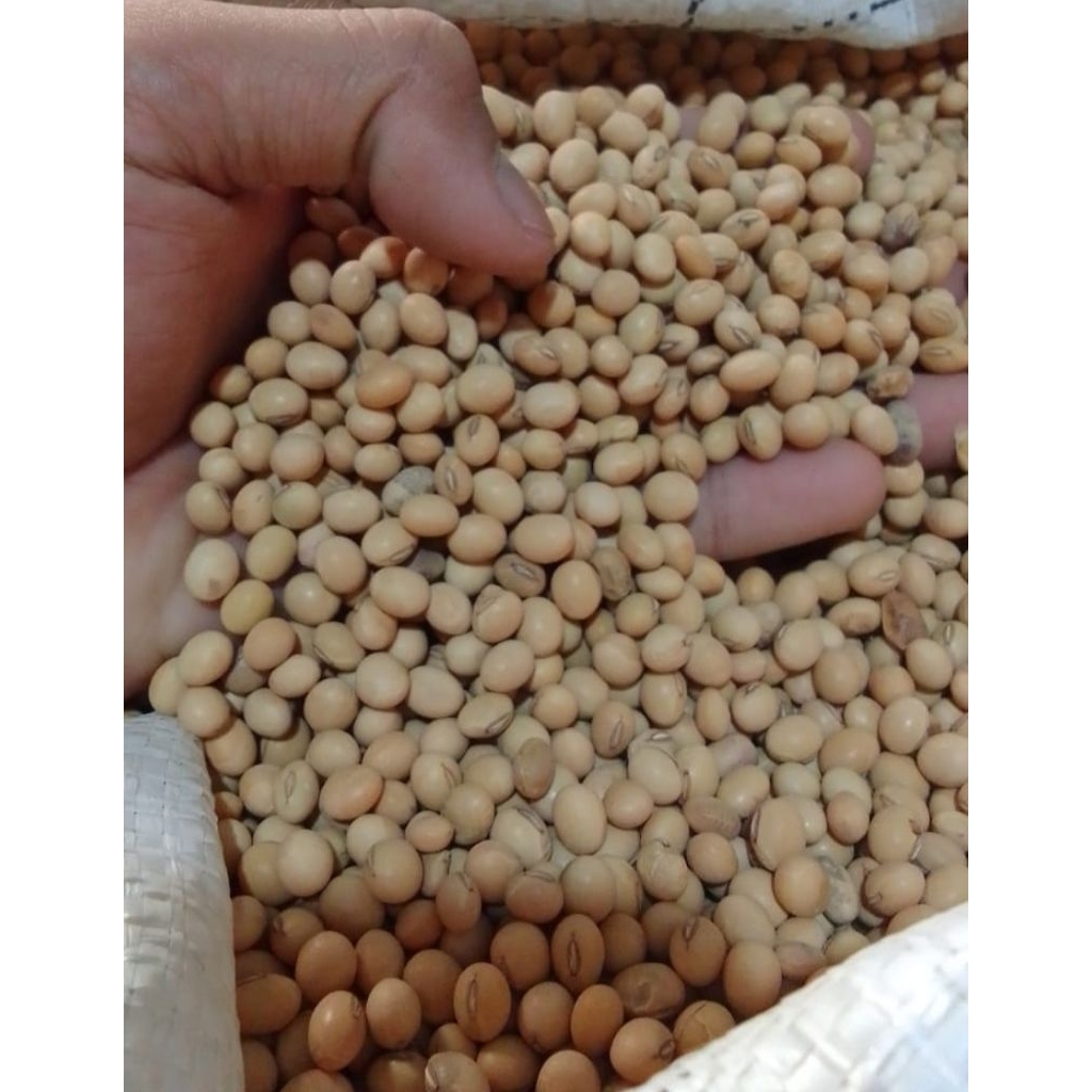 

kacang kedelai spek pakan ternak paket 5 kg