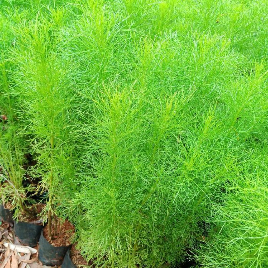 Tanaman Hias Pagar Cemara air - Bibit Pohon Cemara Air Pengganti Pagar