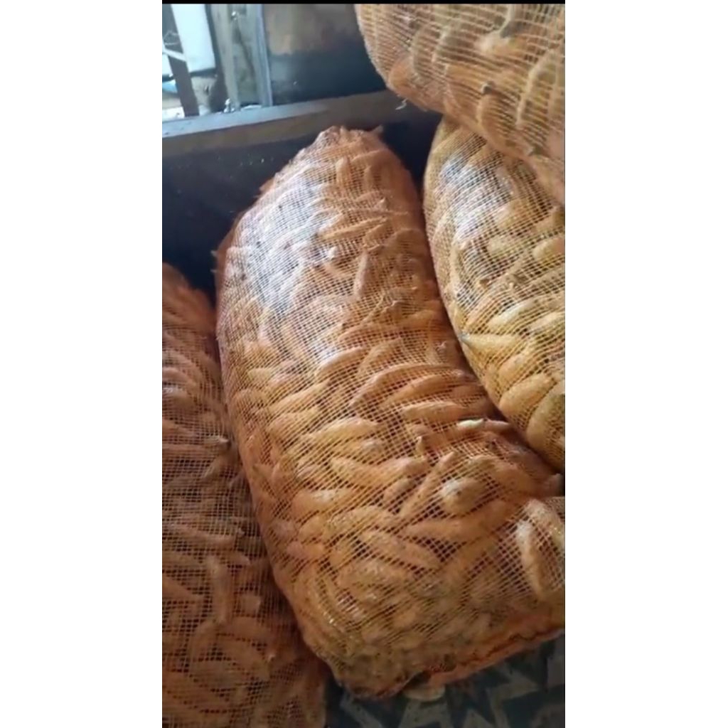 

UBI MENTAH CILEMBU JENIS ARES SUPER KECIL (ISI BANYAK)