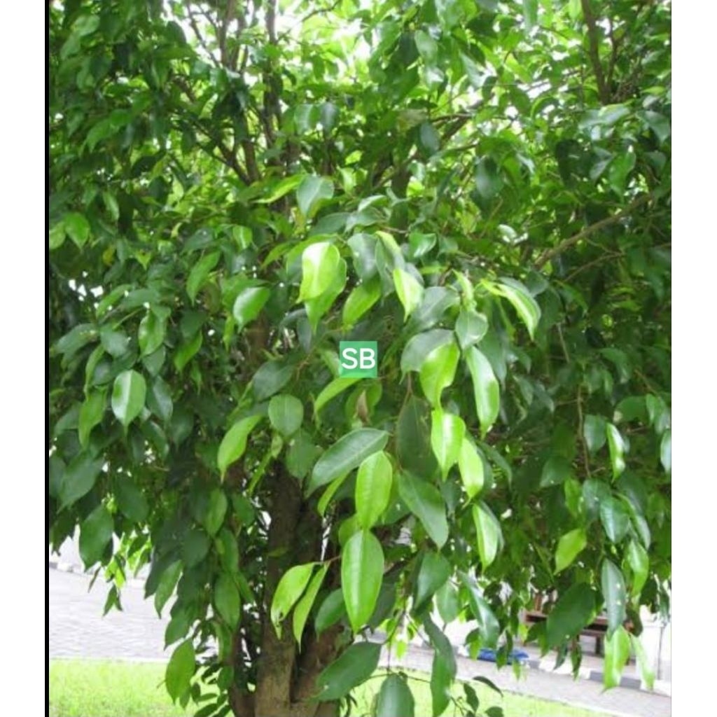 

Daun beringin segar petik langsung 500 gram