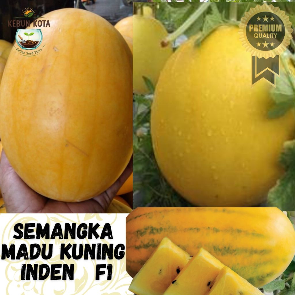KEBUN KOTA]-Bibit Benih Tumbuhan "SEMANGKA MADU KUNING INDEN  F1 "