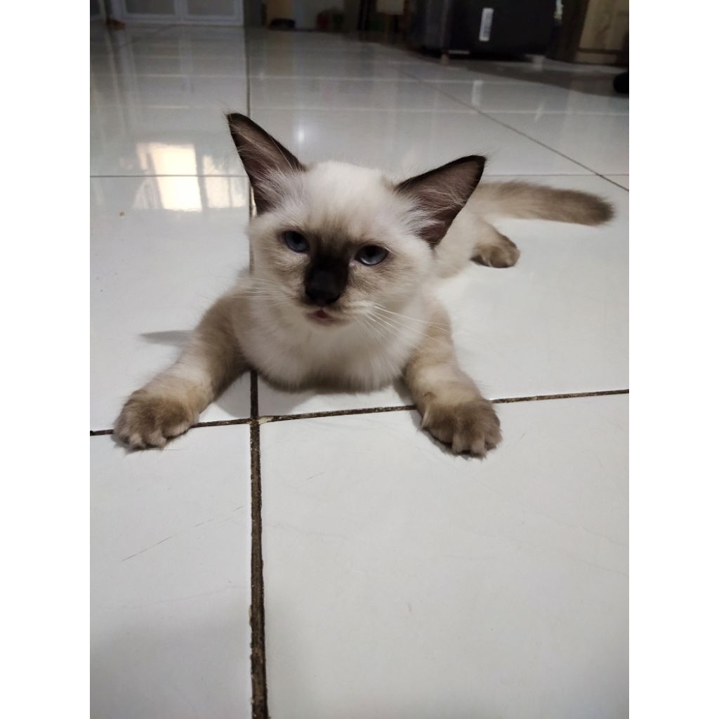 Lepas Adopsi Kucing Himalaya Kitten Jantan warna putih lucu banget spt pakai kaos kaki murah