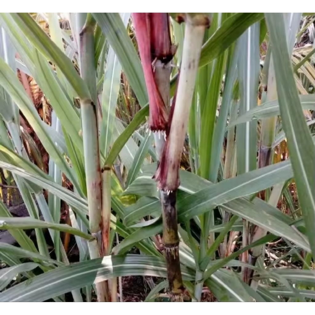 

New promo Bibit Trubuk super 1kg isi (10-15 pcs)