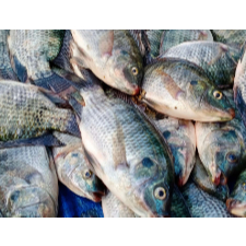 

Ikan Nila Segar 1 Kg Stok Readyy