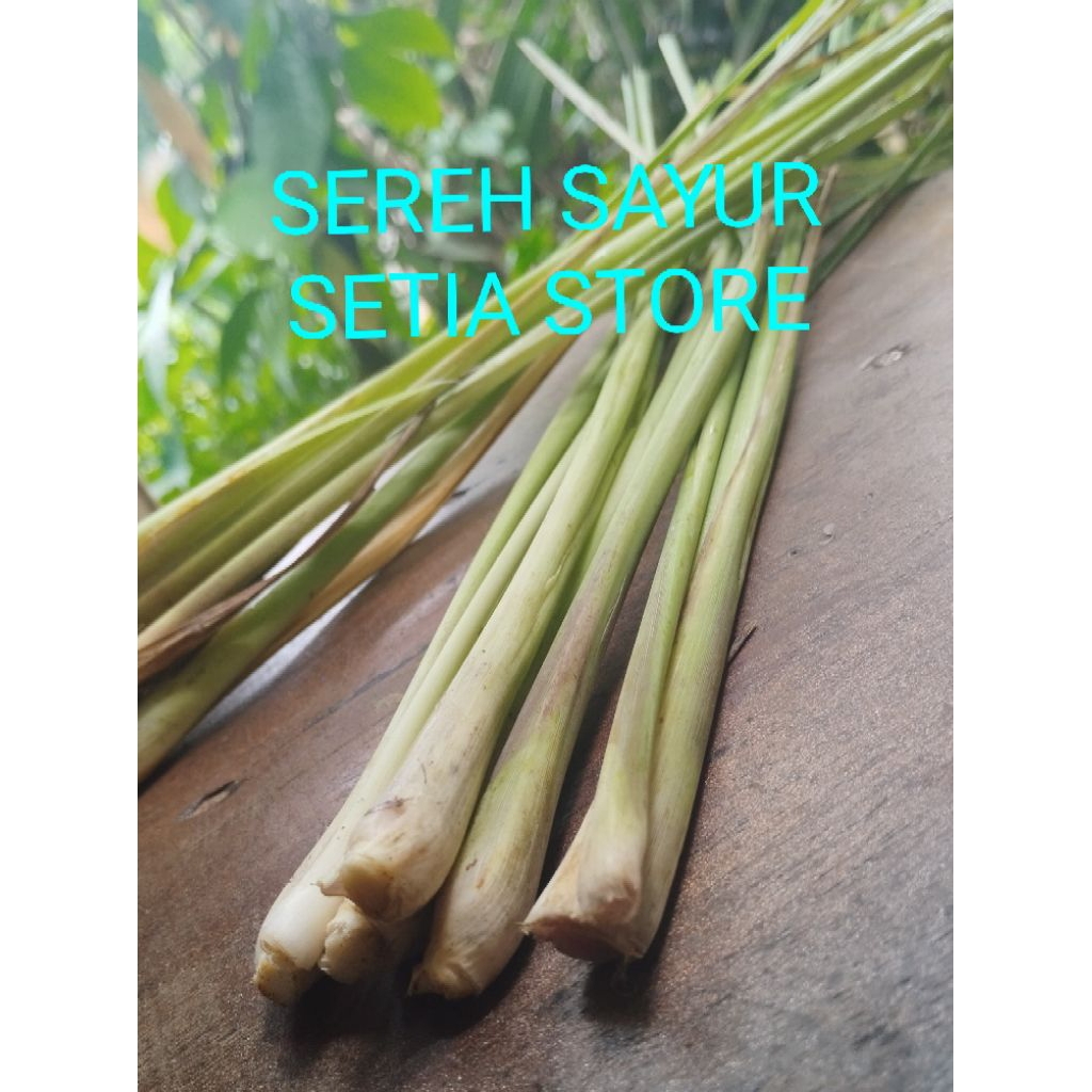 

SEREH 100grm/SEREH SAYUR SEGAR PENYEDAP MASAKAN DAN BIBIT HERBAL"SETIA STORE
