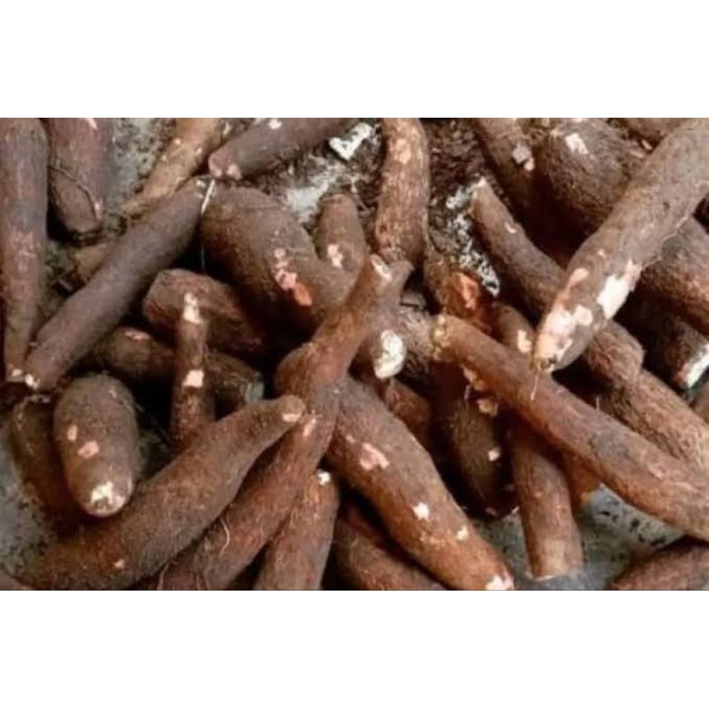 

Singkong segar 1kg fresh dari kebon COD