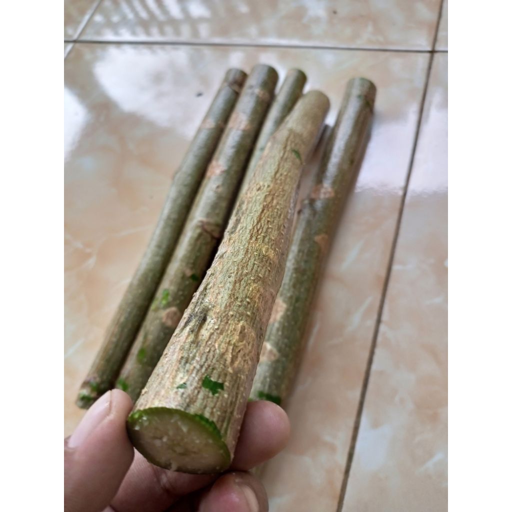 bibit kelor | bibit stek batang kelor | bibit stek pohon kelor segar 30 CM
