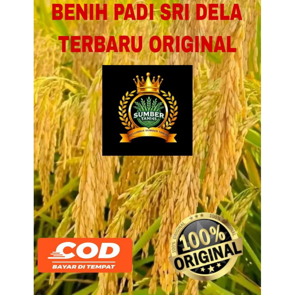 BENIH PADI SRI DELA SUPER UNGGUL