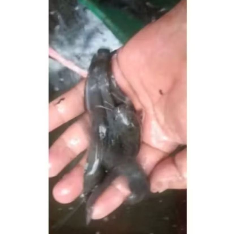 BIBIT LELE SANGKURIANG SIZE 6-7 CM [ISI 60 EKOR]