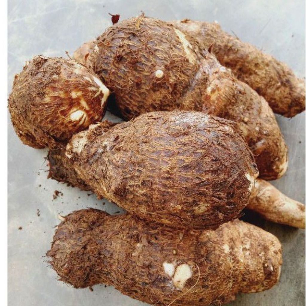 

Ready UMBI TALAS GAJAH / UMBI BERKUALITAS 1kg Adytiastory/ New Promo UMBI TALAS GAJAH / UMBI BERKUALITAS 1kg COD