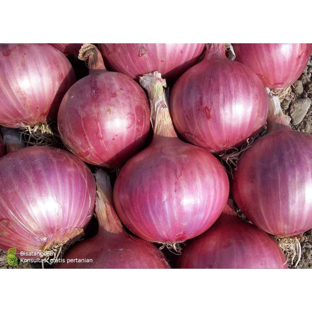 

bawang batu merah asli Bandung ukuran jumbo 1kg