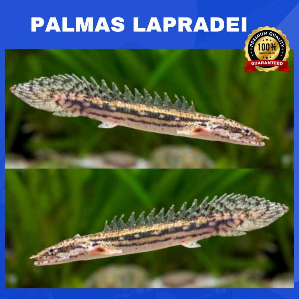 PALMAS LAPRADEI GOOD MARKING | Koleksi Polypterus Lapradei Corak Batik - Berkualitas Bergaransi (COD
