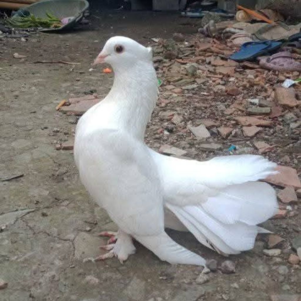 [READY] INDUKAN BURUNG MERPATI KIPAS, MERPATI PERNIKAHAN, MERPATI PUTIH, BURUNG JAPATI BURUNG MERPAT