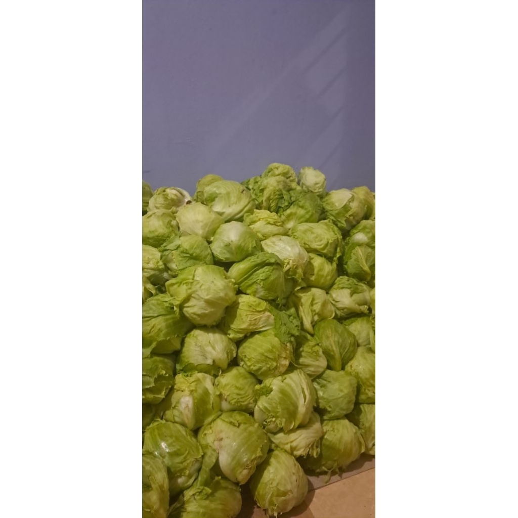 sayuran lettuce 4 kg
