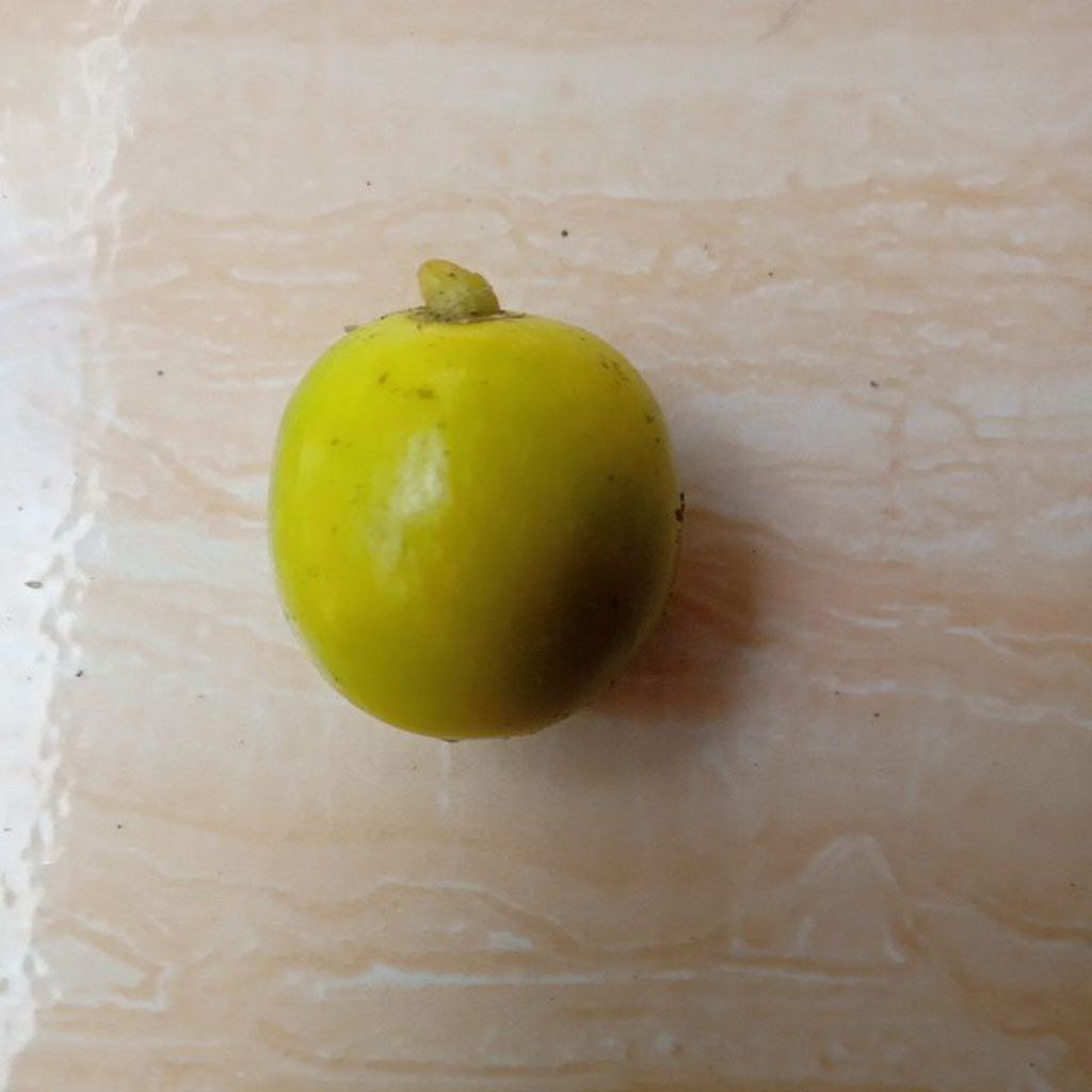 Buah Jati putih/ bibit jati