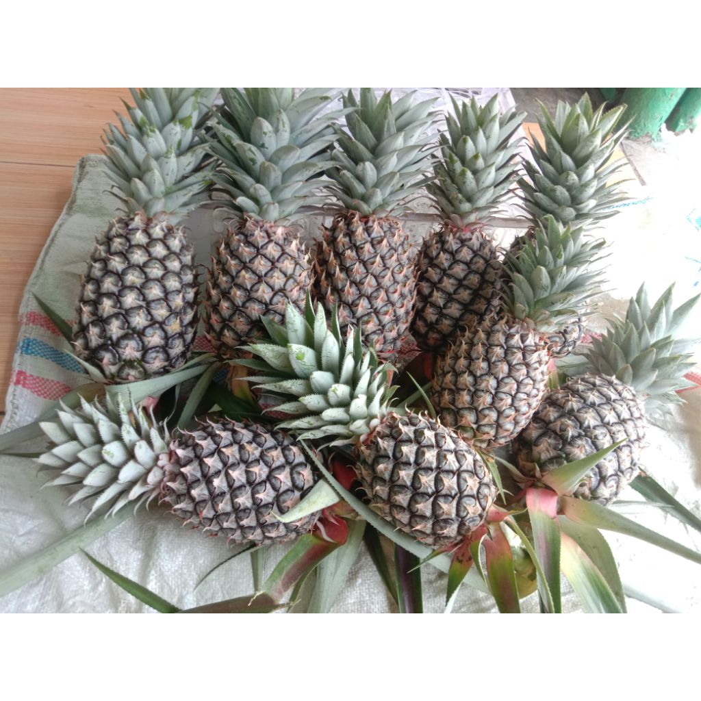 

PELANCAR HAID Alias Nenas Muda tunas 1 Buah