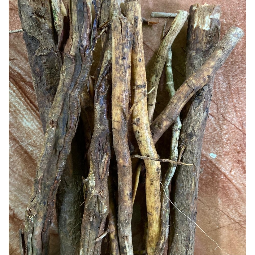 

Khusus akar pohon jati jawa segar 1 kg-az