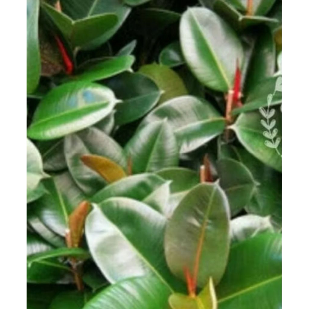 

daun karet kebo herbal kaya manfaat 10 lembar