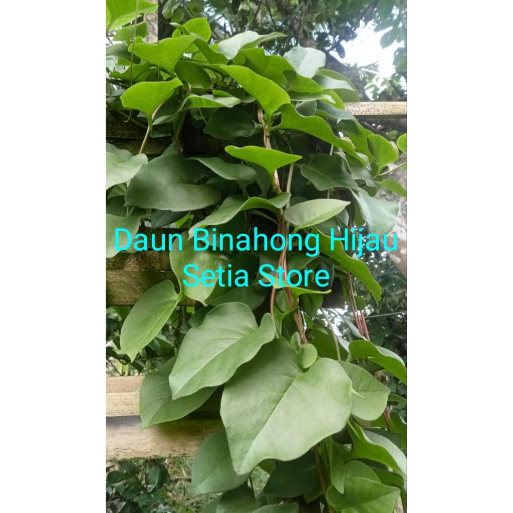 

DAUN BINAHONG HIJAU HERBAL "SETIA STORE