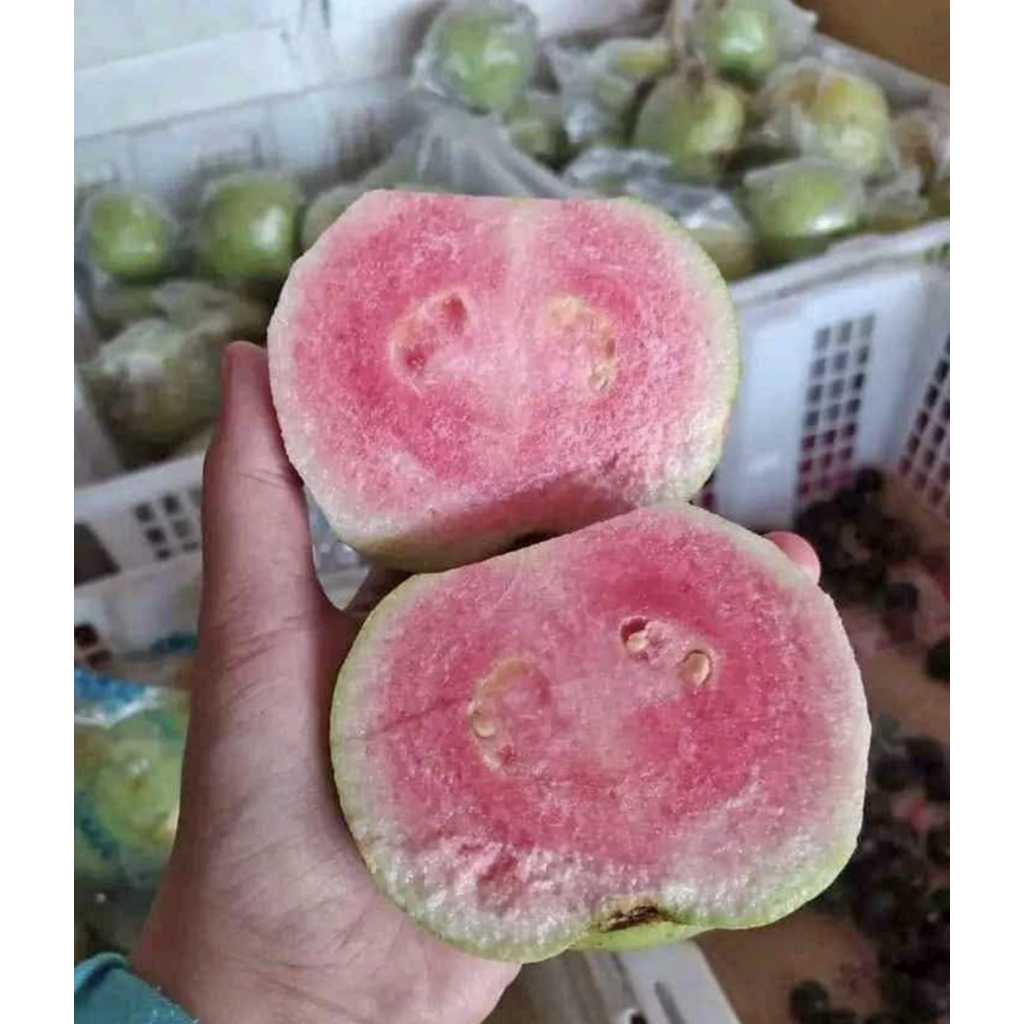 JAMBU KRISTAL MERAH BIJI 1KG - FRESH BARU PANEN