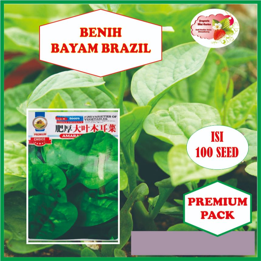 BENIH BAYAM BRAZIL ISI 100 BIJI
