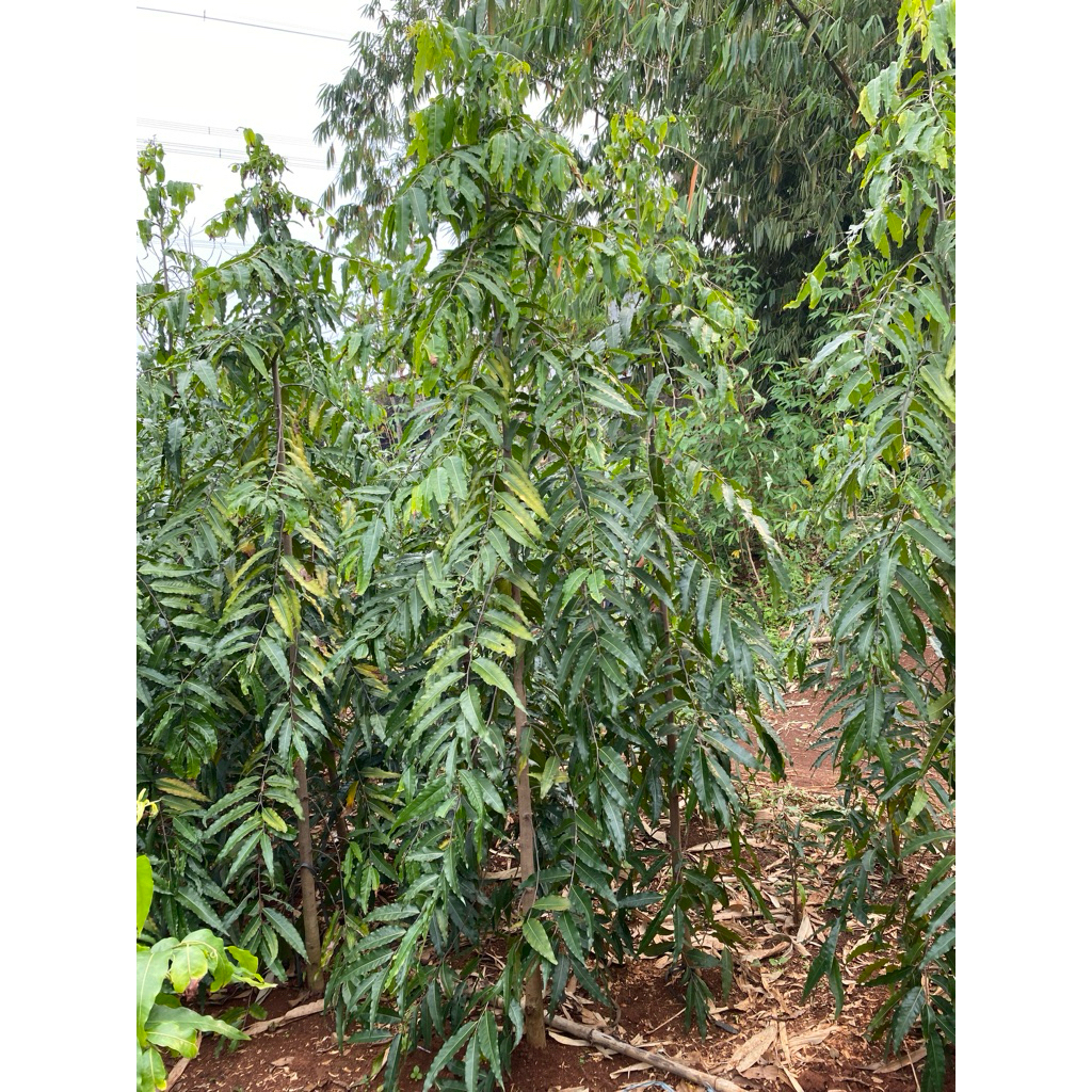 Tanaman hias glodokan tiang 3mtr/ pohon glodokan tiang 3mtr/ glodokan tiang(polyalthia longifolia)