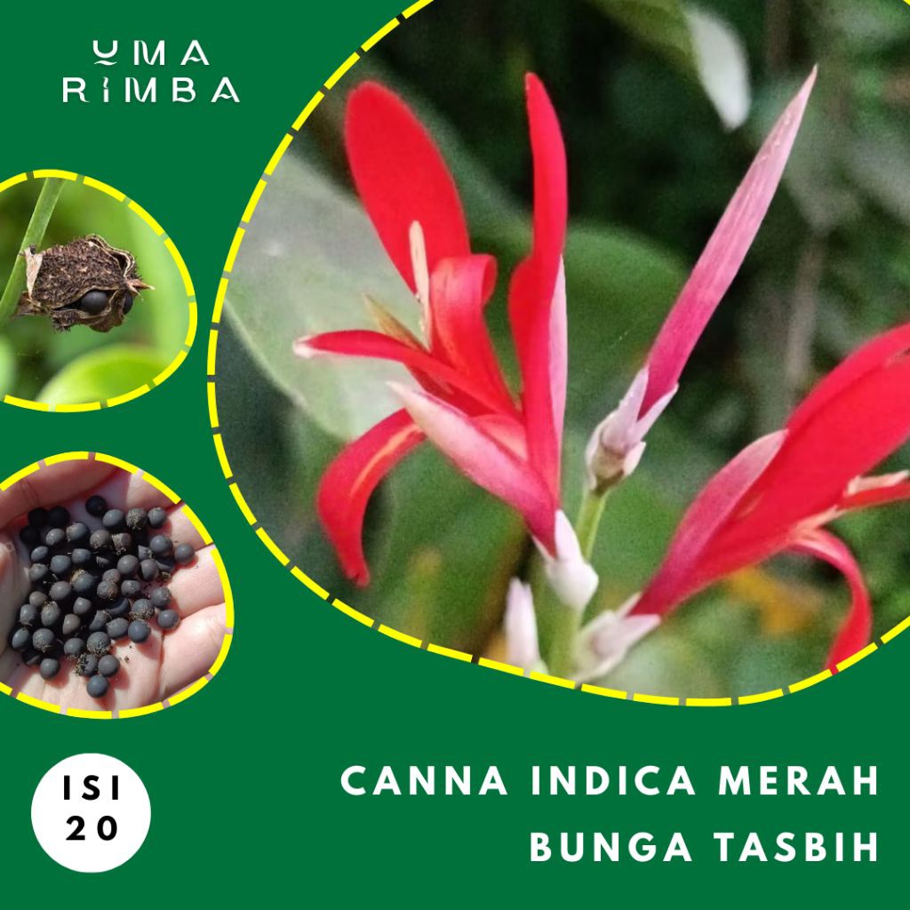 (ISI 20) Biji Benih Bunga Canna Indica Merah, Bunga Tasbih, Red Lily, Bibit Bunga Kana Tanaman Hias