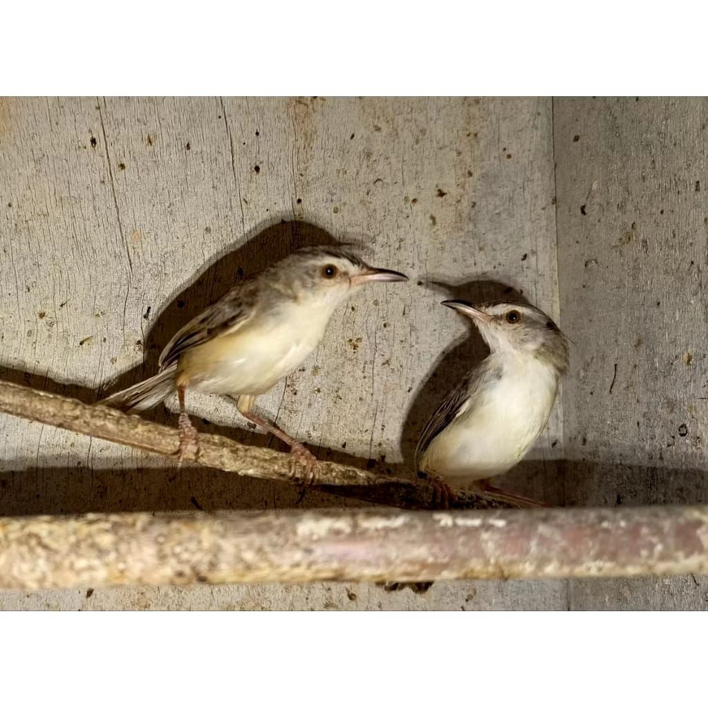 Ciblek sawah Sepasang jantan betina cocok untuk aviary