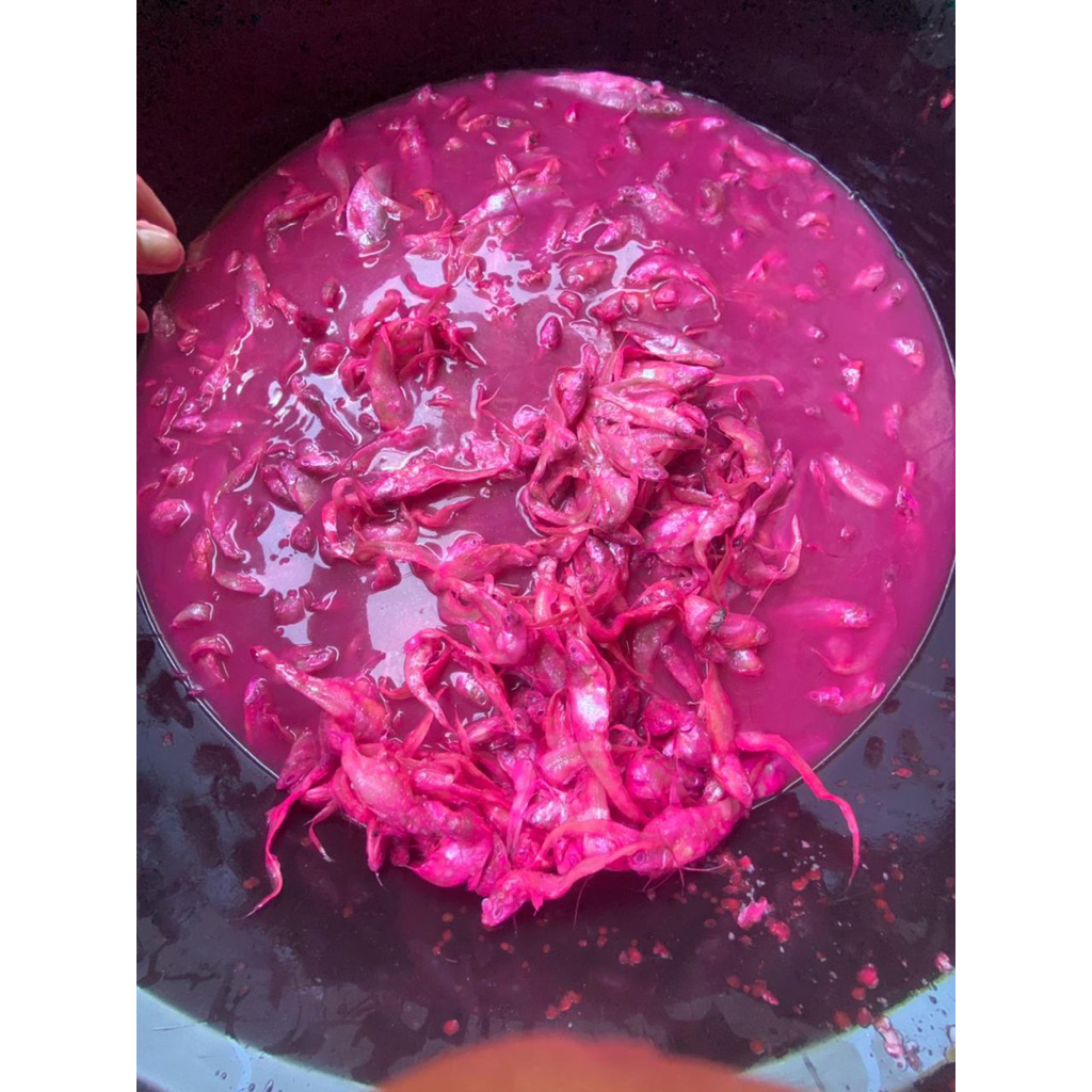 

Fungmui Koi/Calok Bilis bulu ayam Pemangkat 120g