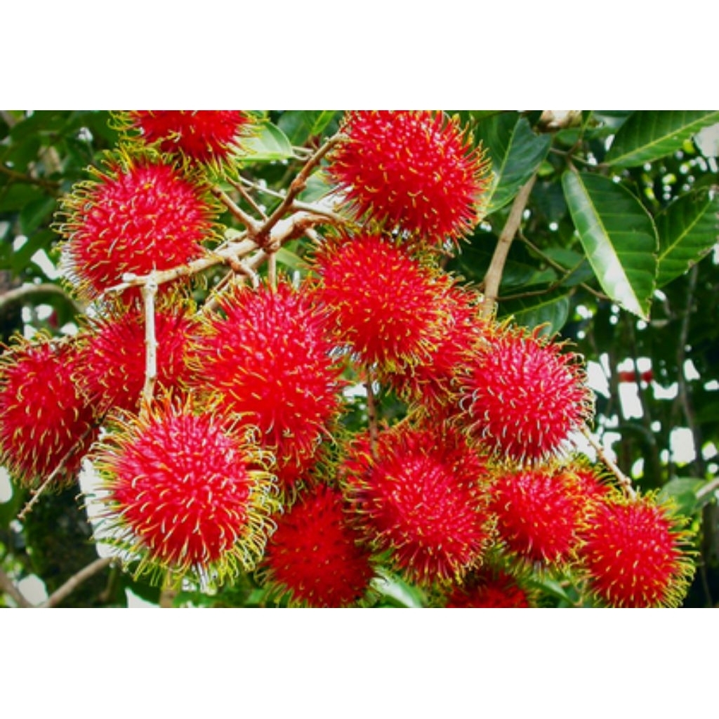 bibit rambutan binjai bunga
