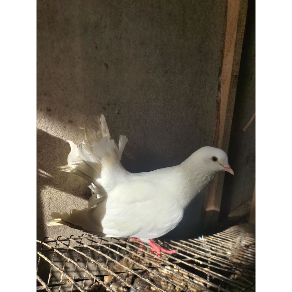 INDUKAN MERPATI KIPAS