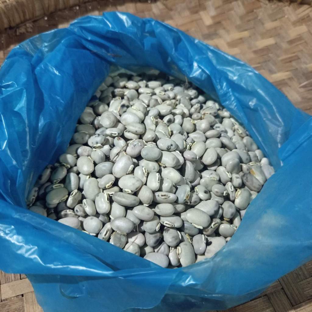 

1KG kacang koro benguk mentah 1000g panen sendiri/lokal_by bendol_store